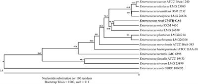 Isolation, genomic analysis and functional characterization of Enterococcus rotai CMTB-CA6, a putative probiotic strain isolated from a medicinal plant Centella asiatica